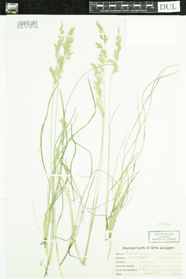 Festuca heterophylla image