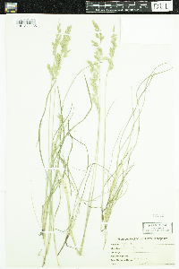 Image of Festuca heterophylla