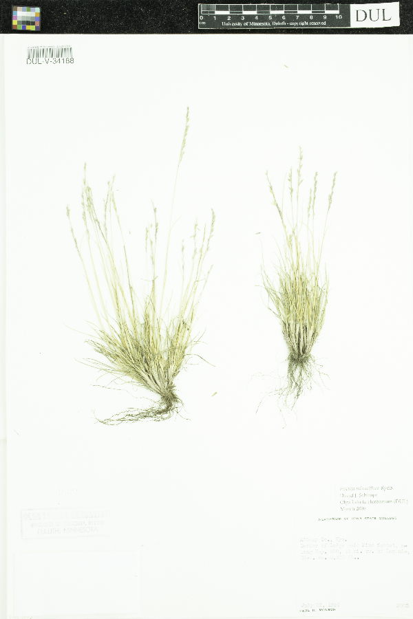 Festuca minutiflora image