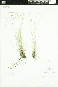 Festuca idahoensis image