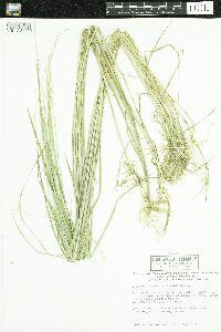 Glyceria borealis image