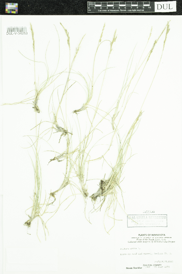 Festuca saximontana image