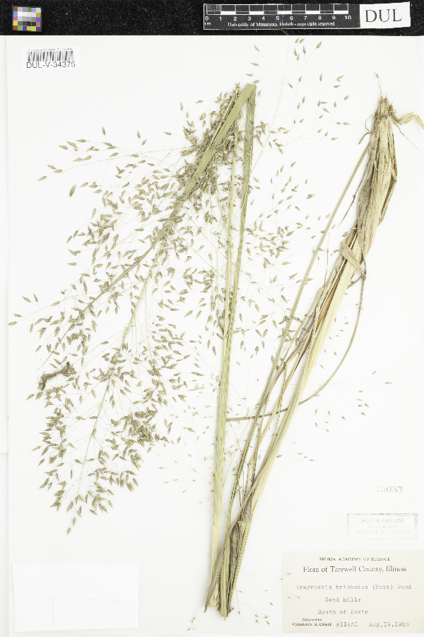 Eragrostis image