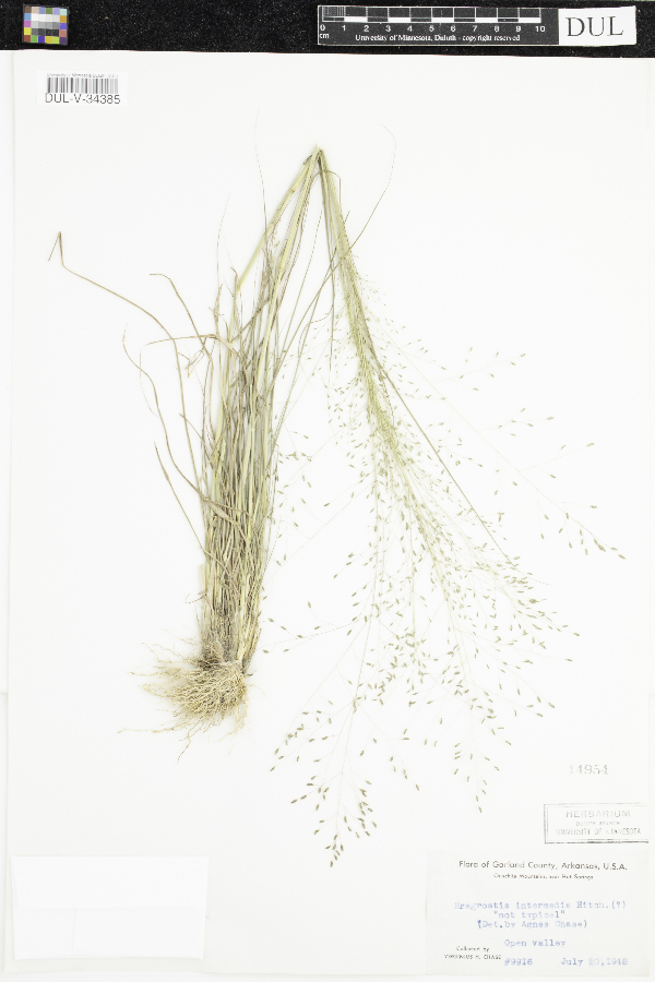 Eragrostis intermedia image