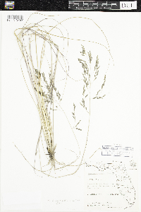 Image of Eragrostis atrovirens