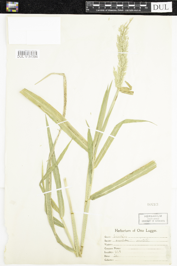 Eriochloa aristata image