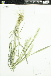 Elymus villosus image