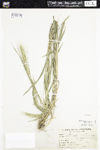 Elymus villosus image