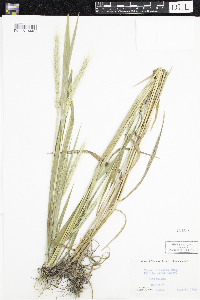 Elymus villosus image