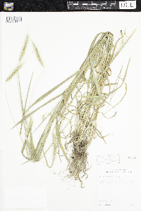 Elymus villosus image