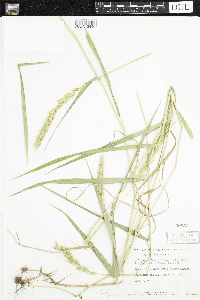 Elymus virginicus image