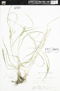 Elymus virginicus image