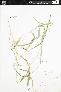 Elymus virginicus image