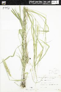 Elymus virginicus image