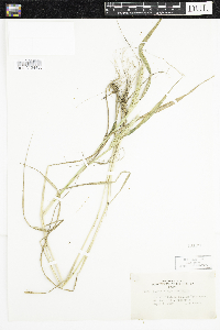 Elymus virginicus image