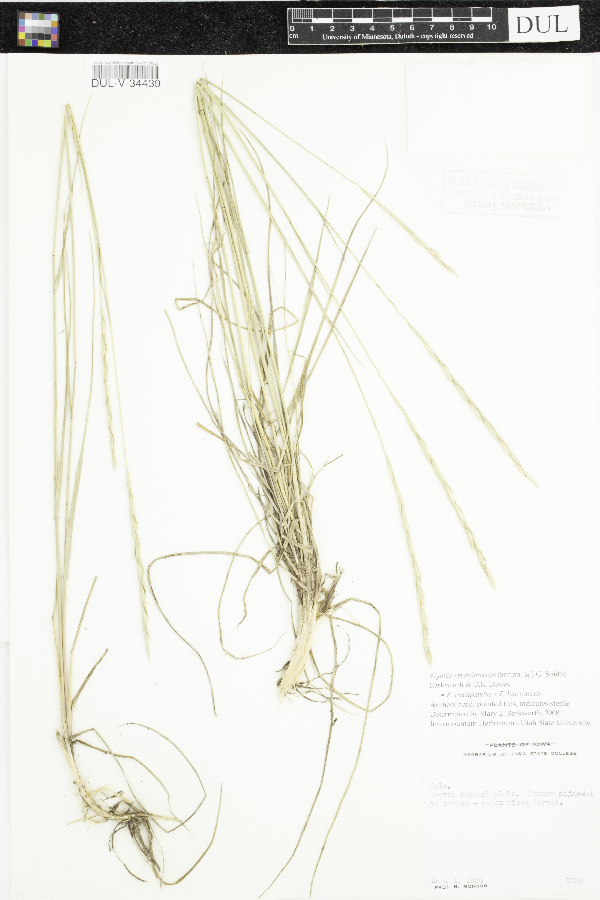 Elymus x pseudorepens image