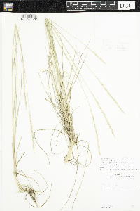 Image of Elymus x pseudorepens