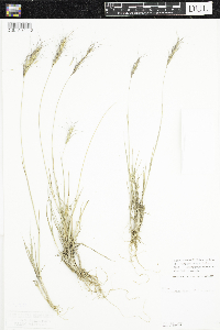 Image of Elymus bakeri