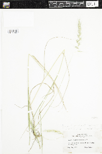 Elymus wiegandii image