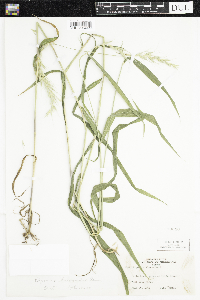 Elymus wiegandii image