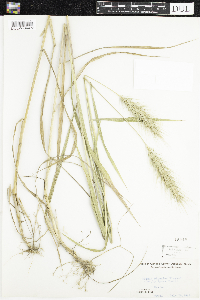 Image of Elymus riparius