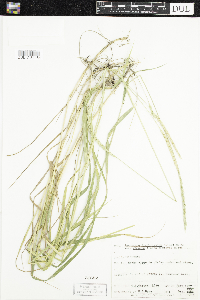 Elymus trachycaulus subsp. subsecundus image