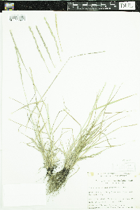 Elymus trachycaulus image