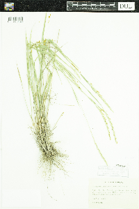 Elymus trachycaulus image