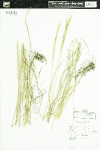 Elymus trachycaulus image