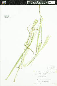 Elymus curvatus image