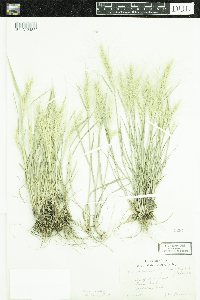 Elymus elymoides image