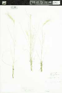 Elymus elymoides image