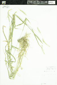 Elymus elymoides image