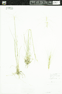 Elymus elymoides image