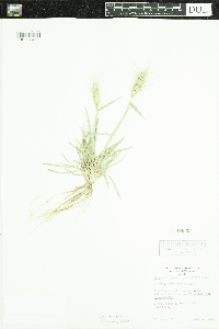 Elymus elymoides image