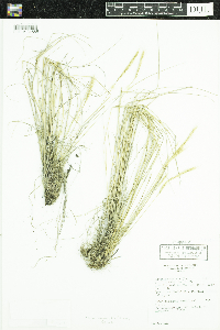 Elymus elymoides image