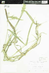 Echinochloa muricata image