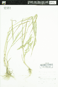 Image of Echinochloa colona