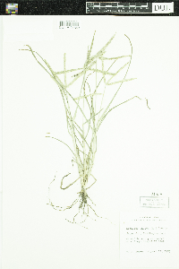 Eleusine indica image