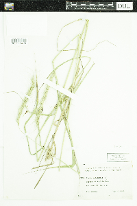 Elymus canadensis image