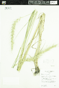 Elymus canadensis image