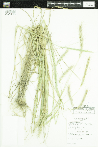 Elymus canadensis image