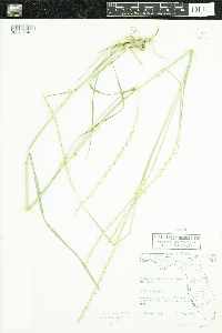 Image of Elionurus tripsacoides