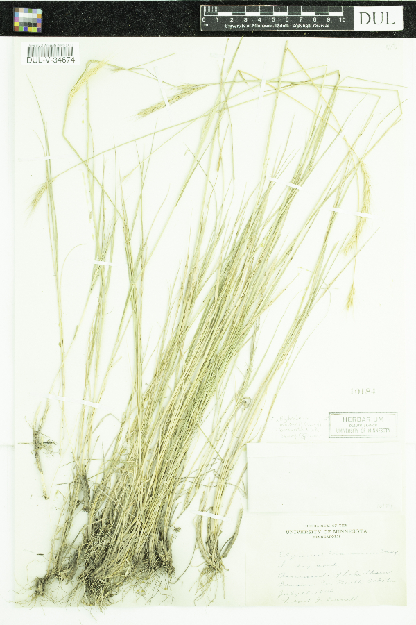 Elymus trachycaulus x Hordeum jubatum image