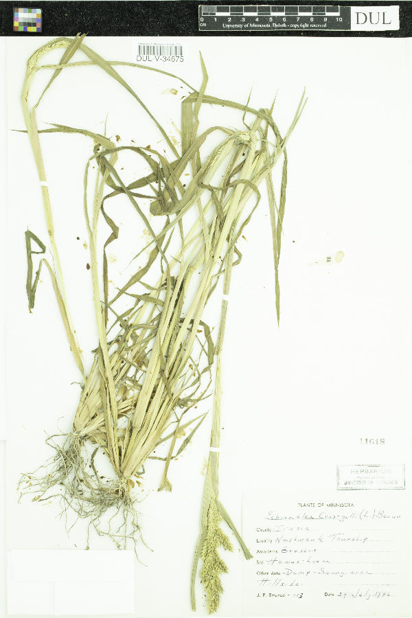 Echinochloa crus-galli image