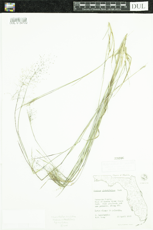 Dichanthelium dichotomum image