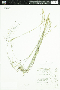 Dichanthelium dichotomum image