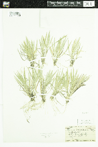 Dichanthelium wilcoxianum image