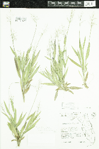 Dichanthelium strigosum image