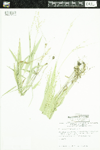 Dichanthelium xanthophysum image